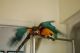 Parrot Birds for sale in Arizona Mills, Tempe, AZ 85282, USA. price: NA