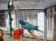 Parrot Birds for sale in New Broadway, London W5 5AY, UK. price: NA