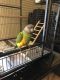 Parrot Birds for sale in Fort Myers, FL, USA. price: $600