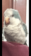 Parrot Birds for sale in Dearborn, MI, USA. price: $250