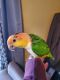 Parrot Birds for sale in Springfield, KY 40069, USA. price: NA