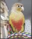 Parrot Birds for sale in Las Vegas, NV 89117, USA. price: NA