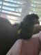 Parrotlet Birds for sale in Suffolk, VA 23435, USA. price: NA