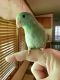 Parrotlet Birds for sale in Swannanoa, NC 28778, USA. price: NA