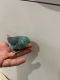 Parrotlet Birds for sale in Syracuse, NY, USA. price: $300