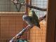 Parrotlet Birds for sale in DuBois, PA 15801, USA. price: $1,000