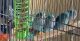 Parrotlet Birds for sale in Tampa, FL, USA. price: $185