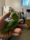 Parrotlet Birds for sale in Albany, NY, USA. price: $200