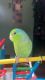 Parrotlet Birds for sale in Auburn, MA 01501, USA. price: NA