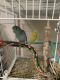 Parrotlet Birds for sale in Albany, NY, USA. price: NA