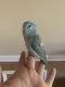 Parrotlet Birds for sale in Albany, NY, USA. price: NA