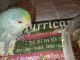 Parrotlet Birds for sale in Palm Bay, FL 32908, USA. price: $250