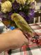 Parrotlet Birds for sale in Elkins, WV 26241, USA. price: NA