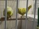 Parrotlet Birds for sale in Melbourne, FL, USA. price: NA