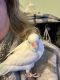 Parrotlet Birds for sale in Deerfield Beach, FL, USA. price: NA