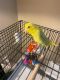 Parrotlet Birds for sale in Winter Park, FL, USA. price: $250