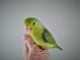 Parrotlet Birds for sale in Braselton, GA, USA. price: NA