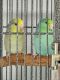 Parrotlet Birds for sale in Belleville, MI 48111, USA. price: NA