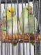 Parrotlet Birds for sale in Belleville, MI 48111, USA. price: NA