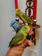 Parrotlet Birds for sale in New York, NY, USA. price: NA