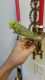 Parrotlet Birds for sale in New York, NY, USA. price: NA