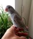 Parrotlet Birds for sale in New York, NY, USA. price: $175