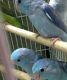 Parrotlet Birds for sale in Fresno, CA, USA. price: NA