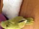Parrotlet Birds for sale in Ypsilanti Charter Twp, MI, USA. price: NA