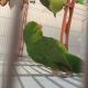 Parrotlet Birds for sale in Ypsilanti Charter Twp, MI, USA. price: $100