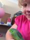 Parrotlet Birds for sale in Tampa, FL, USA. price: $199