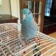 Parrotlet Birds for sale in Tampa, FL, USA. price: $139