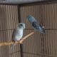 Parrotlet Birds for sale in Tampa, FL, USA. price: $150