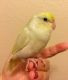 Parrotlet Birds for sale in Dade City, FL, USA. price: NA