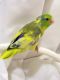 Parrotlet Birds for sale in Wethersfield, CT 06109, USA. price: NA