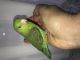 Parrotlet Birds for sale in Galesburg, IL 61401, USA. price: NA