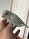 Parrotlet Birds for sale in Lansdale, PA, USA. price: NA