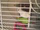 Parrotlet Birds for sale in Fort Worth, TX, USA. price: NA