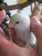 Parrotlet Birds for sale in Wethersfield, CT 06109, USA. price: $200