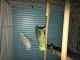 Parrotlet Birds for sale in Elgin, IL, USA. price: $300