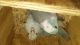 Parrotlet Birds for sale in Brooklyn, NY, USA. price: NA