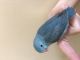 Parrotlet Birds for sale in Granada Hills, Los Angeles, CA, USA. price: NA
