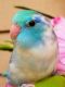 Parrotlet Birds for sale in Denver, CO, USA. price: NA