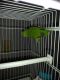 Parrotlet Birds for sale in San Diego, CA, USA. price: $400
