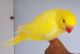 Parrotlet Birds for sale in Pennsylvania Ave NW, Washington, DC, USA. price: NA