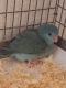 Parrotlet Birds for sale in San Marcos, CA, USA. price: NA
