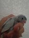 Parrotlet Birds for sale in Palm Springs, CA, USA. price: $150