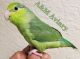 Parrotlet Birds for sale in Nashville, TN, USA. price: $125