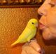Parrotlet Birds for sale in Tampa, FL, USA. price: NA