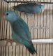 Parrotlet Birds for sale in Nashville, TN, USA. price: $250