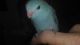 Parrotlet Birds for sale in New Orleans, LA, USA. price: $150
